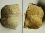 Брахиопода Productus margenifera