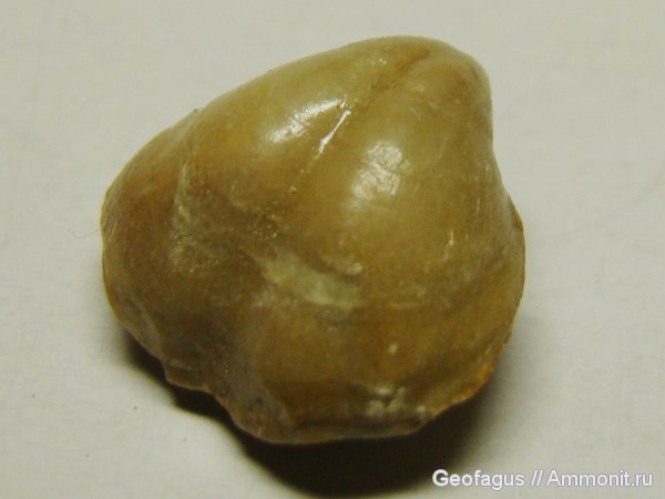 брахиоподы, Terebratula