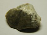 Брахиопода Terebratula