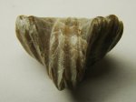 Брахиоподы Rhynchonella