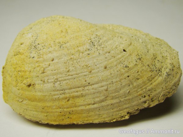 Allorisma