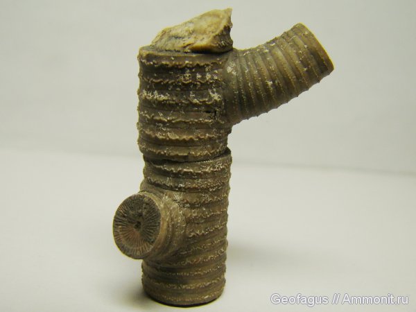 морские лилии, иглокожие