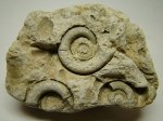 Гастроподы Euomphalus