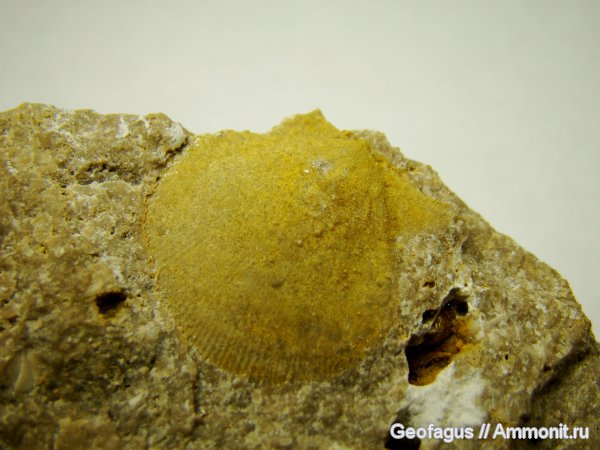двустворки, Pecten