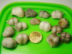 Брахиоподы Productus margenifera