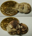Брахиопода Productus margenifera (внутренняя часть нижней створки)
