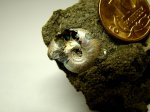 Аммонит Garniericeras sp.