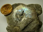 Аммонит Garniericeras catenulatum