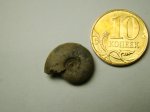 Аммонит Garniericeras sp.
