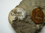 Аммонит Garniericeras catenulatum
