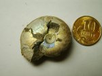 Аммонит Garniericeras catenulatum