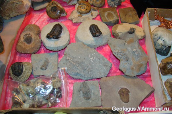 аммониты, трилобиты, морские лилии, Гемма, Ammonites