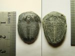 Трилобит Elrathia kingii