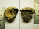 Аммонит Erymnoceras doliforme