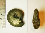 Аммонит Funiferites patruus