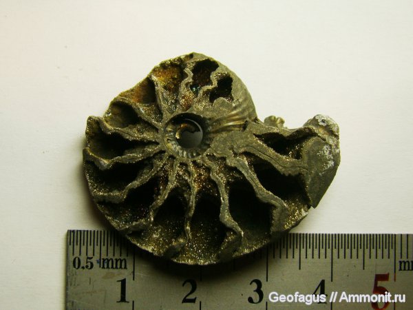 аммониты, Ammonites