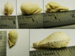 Conocardium