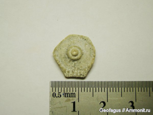 морские ежи, иглокожие, Домодедово, Archaeocidaris, Домодедовский карьер, ежи
