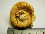 Гастропода Euomphalus sp.???
