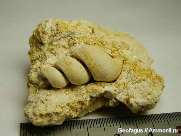 гастроподы, Домодедово, Palaeostylus, Домодедовский карьер