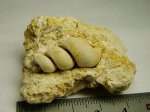 Ядро гастроподы Palaeostylus sp.???