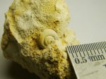 Гастропода Soleniscus???