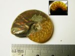Аммонит Cleoniceras sp.