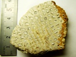 Шишка окаменевшая Araucaria mirabilis - Патагония, Аргентина