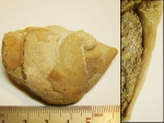 Цефалон трилобита Illaenus tauricornis KUTORGA, 1848