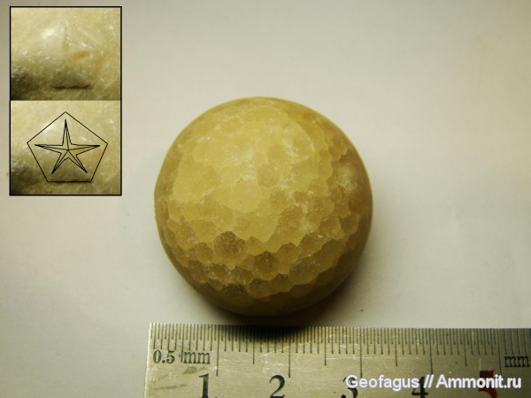 р. Волхов, цистоидеи, Echinosphaerites, Cystoidea