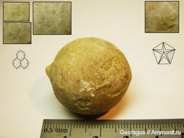 р. Волхов, цистоидеи, Echinosphaerites, Cystoidea