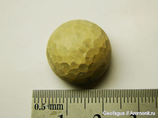 р. Волхов, цистоидеи, Echinosphaerites, Cystoidea