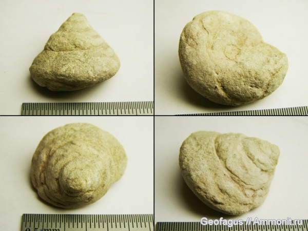гастроподы, р. Волхов, glathrospira inflata, glathrospira