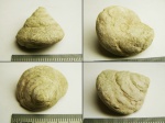 Гастропода Glathrospira inflata