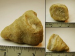 Мшанка Dianulites fastigiatus