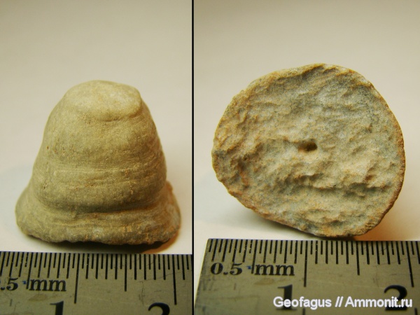 мшанки, р. Волхов, Dianulites, Dianulites fastigiatus
