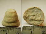 Мшанка Dianulites fastigiatus ??