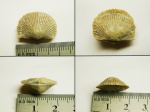 Брахиопода Orthis callactis