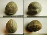 Брахиопода Lycophoria nucella