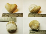 Брахиопода Porambonites sp.