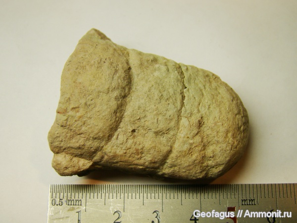 р. Волхов, эндоцерасы, Endoceras, Ordovician