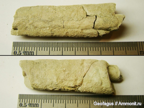 р. Волхов, эндоцерасы, Endoceras, Ordovician
