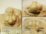 Трилобит Hoplolichoides conicotuberculatus (цефалон)