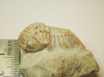 Трилобит Paraceraurus exsul