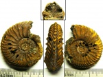 Аммонит Cardioceras sp.