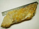 Стигмария