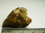 Морские лиии (ядро в породе)