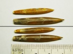 Hibolites sp.