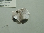 Sphenia sp.