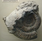 Аммонит Speetoniceras inversum M.Pavlow